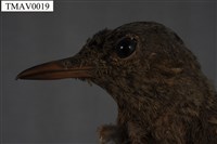 Blue Rock Thrush Collection Image, Figure 7, Total 8 Figures